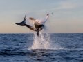 Shark Breaching False Bay Morning Trip